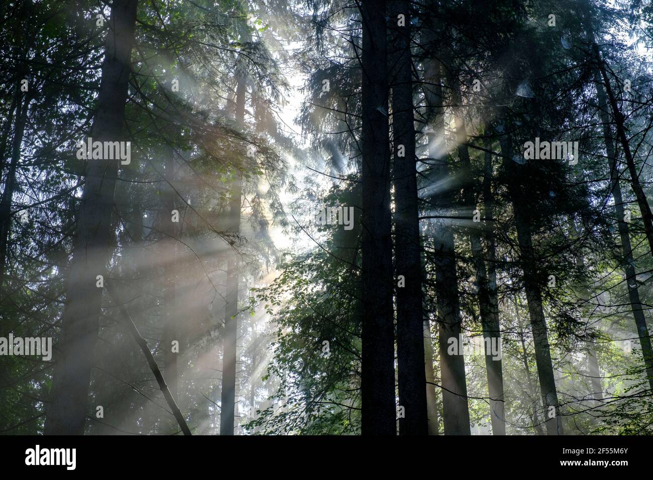 Sunbeam streaming through trees in forest Stock Photo