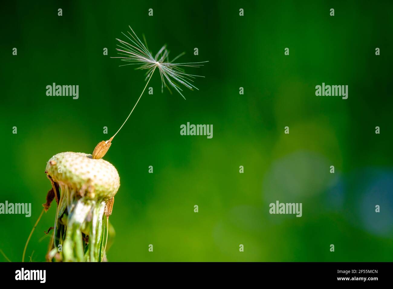 Dandelion seed hi-res stock photography and images - Alamy