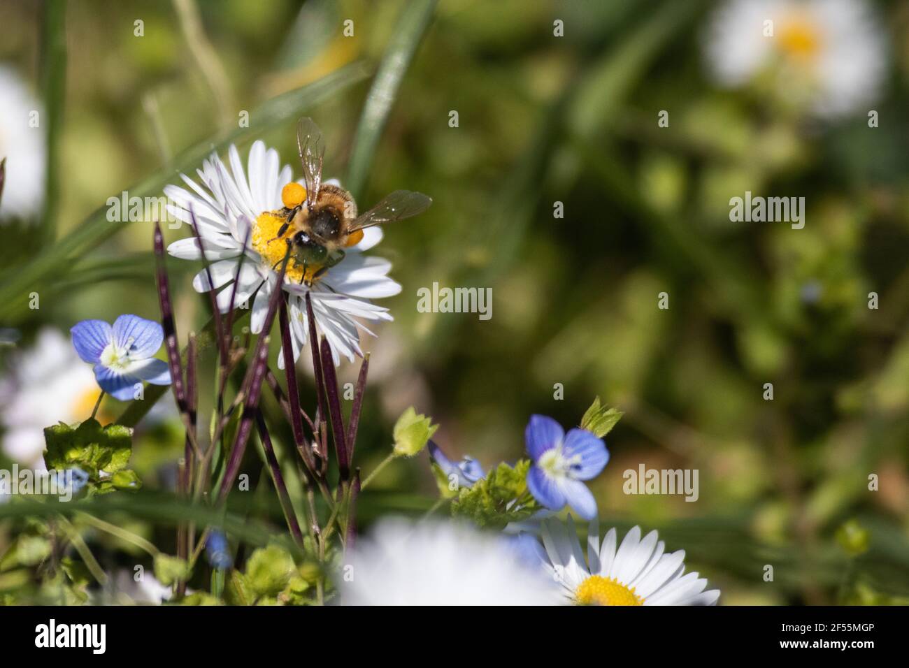 waiting for spring in my garden Stock Photo - Alamy