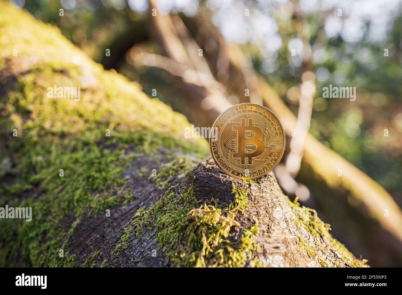 Close-up of Bitcoin on a tree with moss outdoor on green natural background  with copy space. Single physical metal gold shining BTC cryptocurrency coi  Stock Photo - Alamy