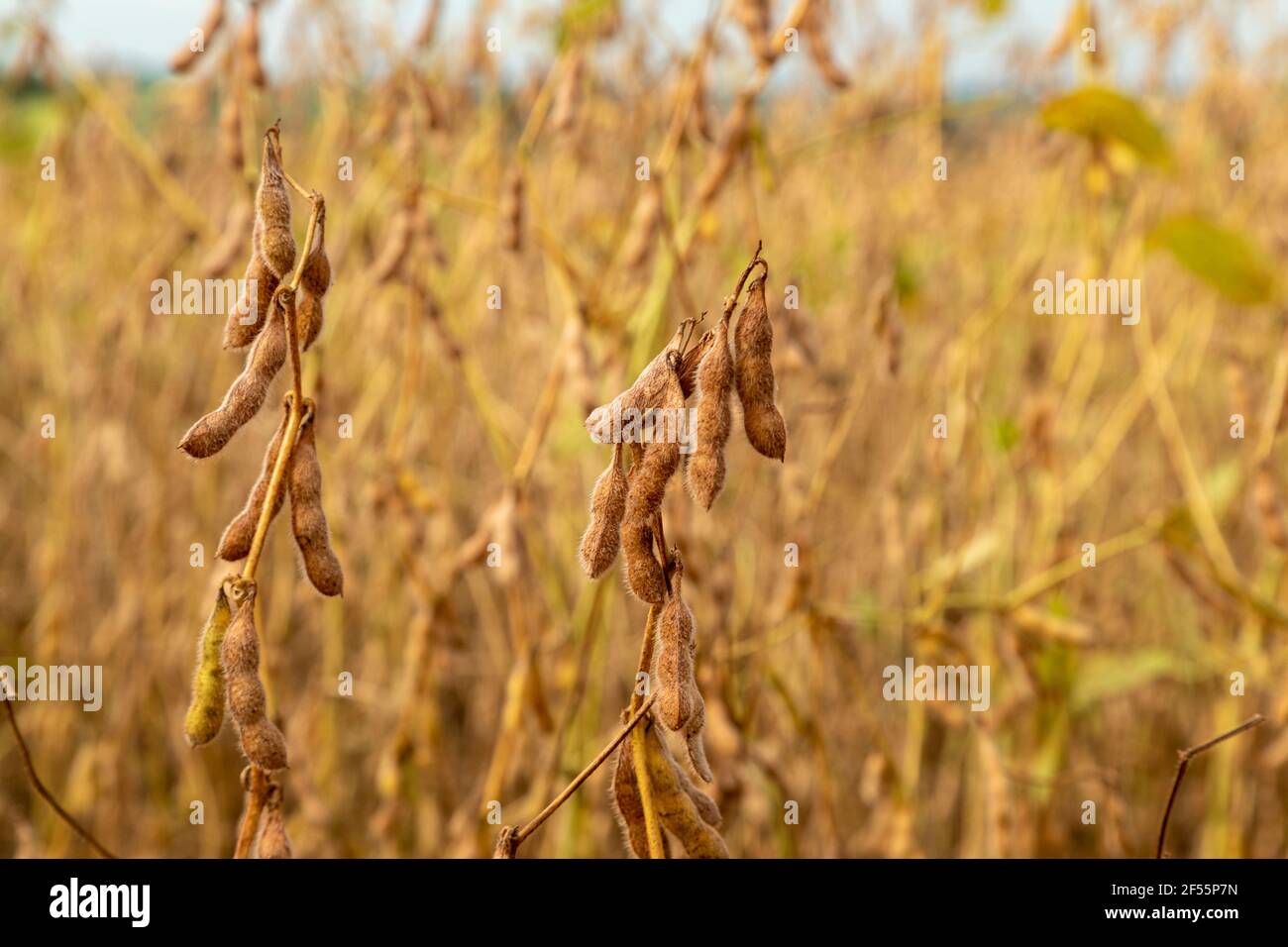 Soy plantation brasil hi-res stock photography and images - Alamy