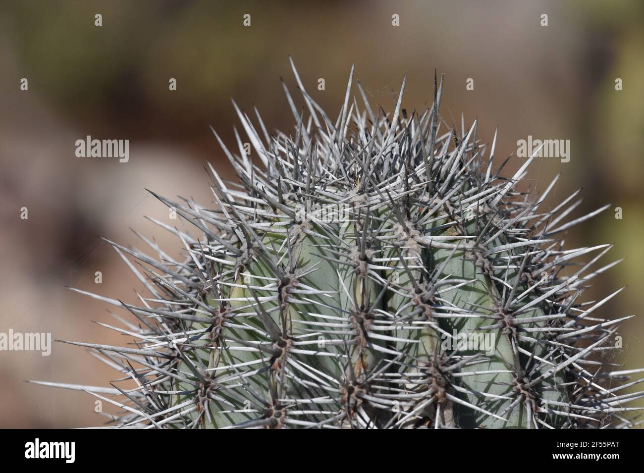 Echinocactus grusonii (Barrel cactus) with light grey spines. Stock Photo