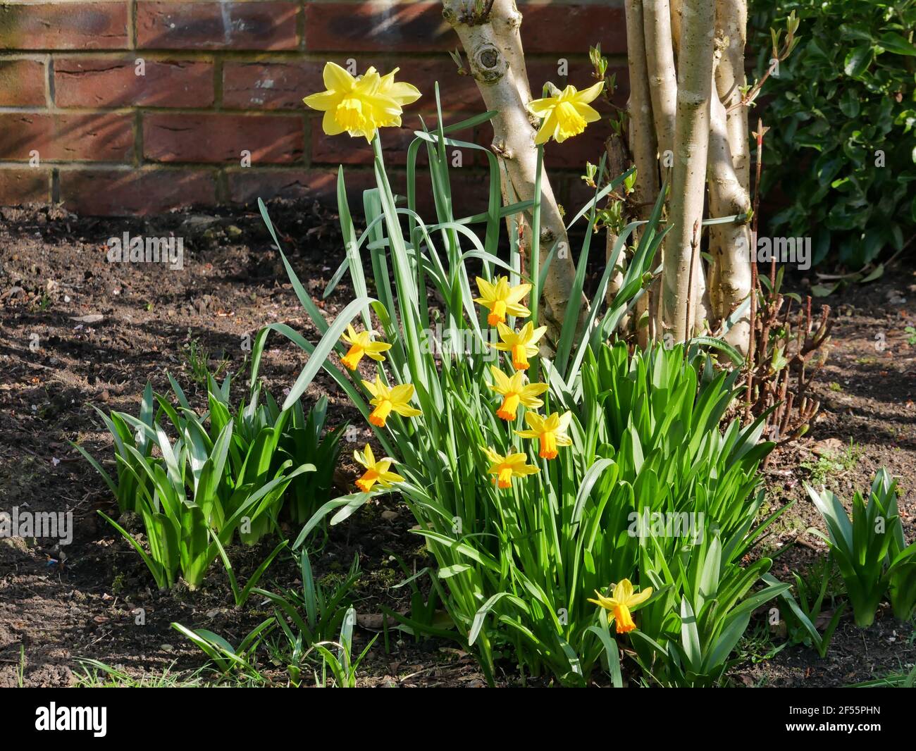 Yellow daffodils in bloom with green foliage under a small tree Stock Photo