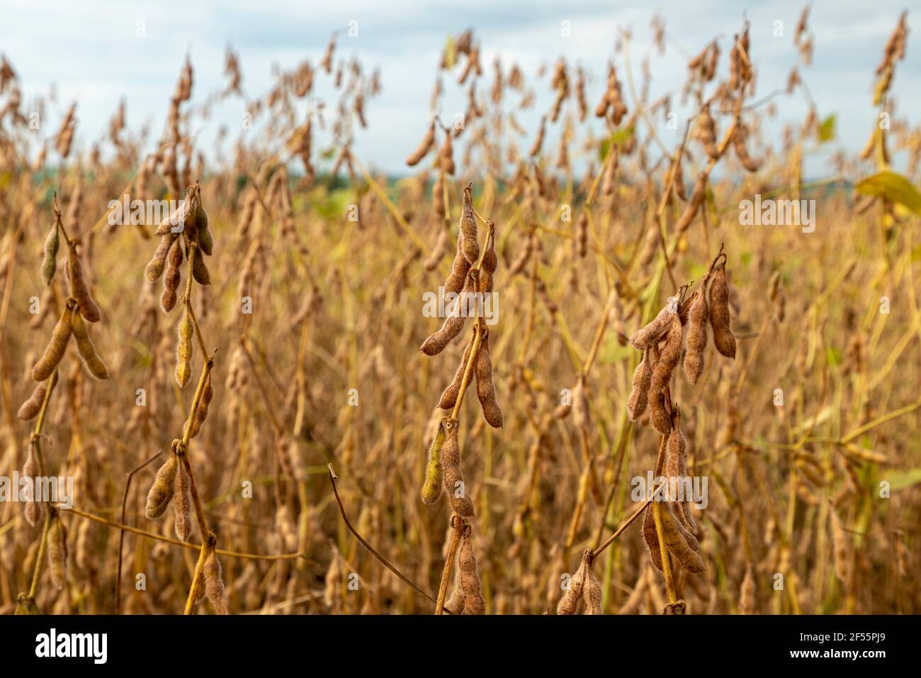 Soy grains farm brazil hi-res stock photography and images - Alamy