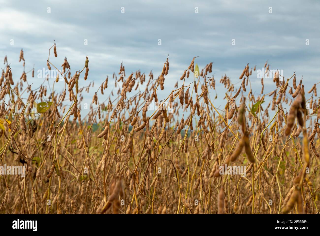 Soy plantation brasil hi-res stock photography and images - Alamy
