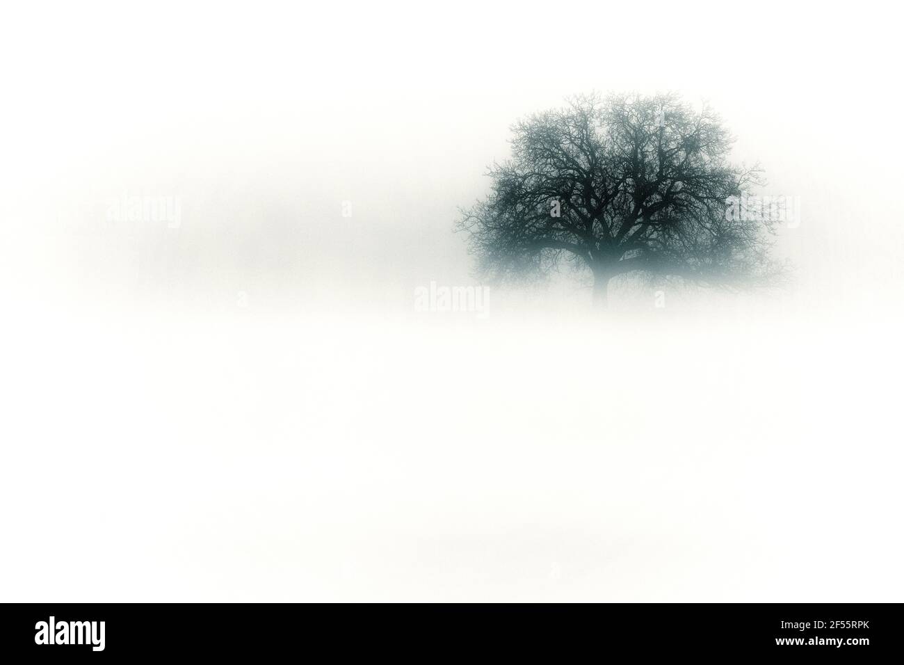 Oak tree silhouette sunset Cut Out Stock Images & Pictures - Alamy