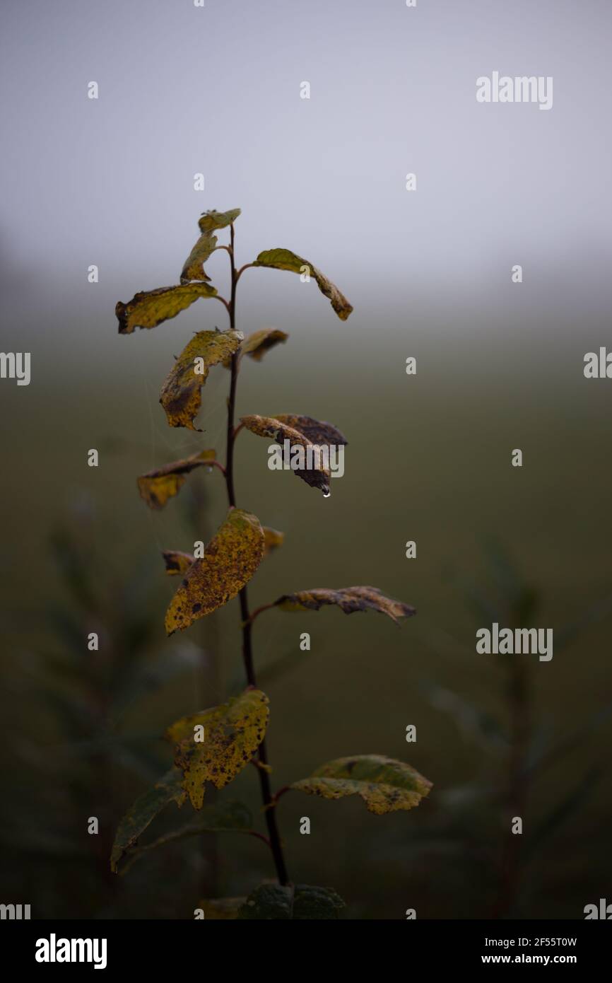 Autumn morning. Dark and sad photo of a branch with leaves and foggy meadow Stock Photo