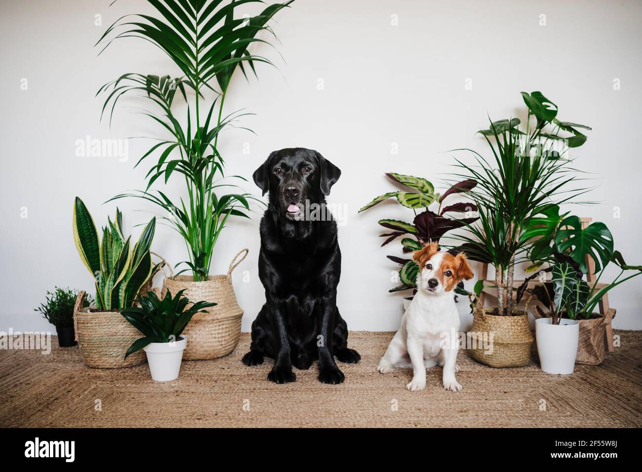 Dogs sitting together on carpet by plant at home Stock Photo