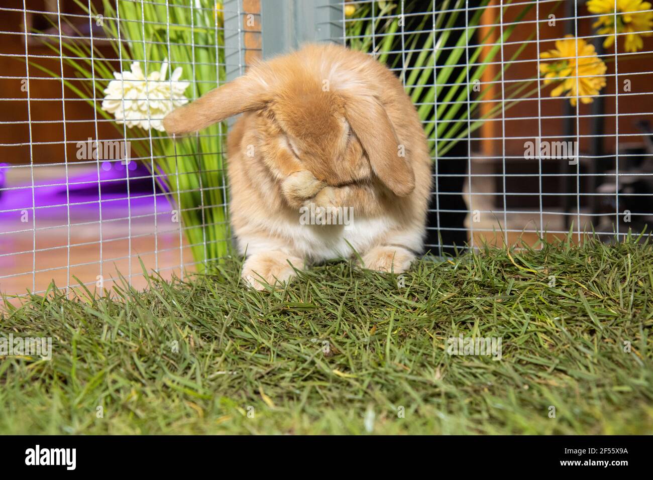 Rabbit Cage Kijiji