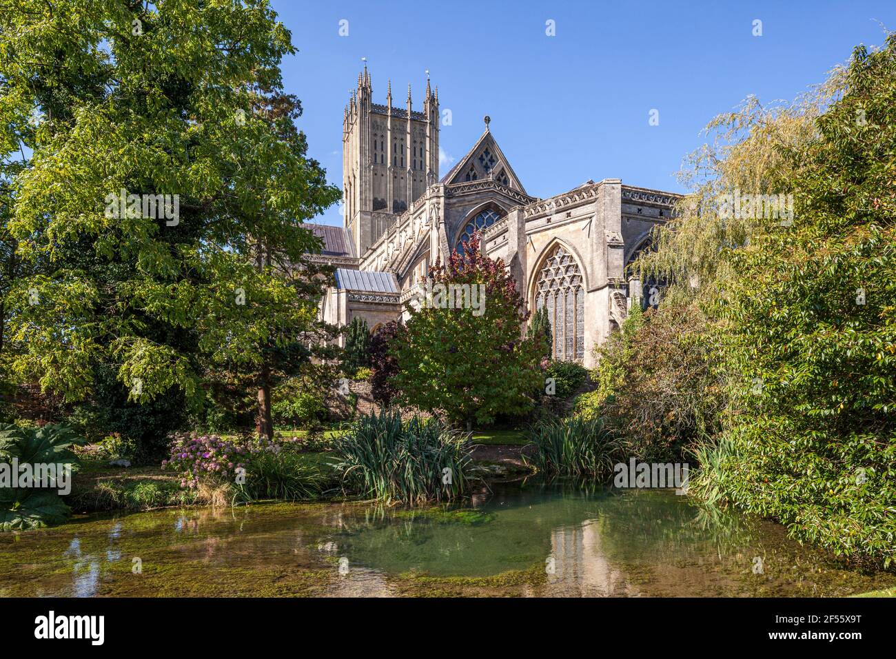 Wells Cathedral viewed across the wells or springs which give the city its name, Wells, Somerset UK Stock Photo