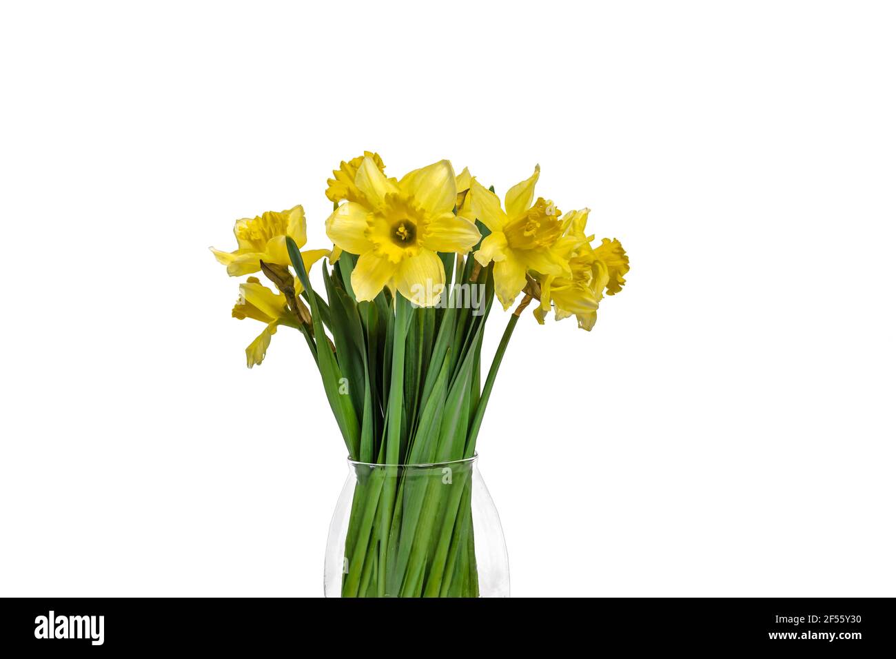 Side view of bunch of Daffodils in translucent vase. Easter and spring cut flowers. Stock Photo