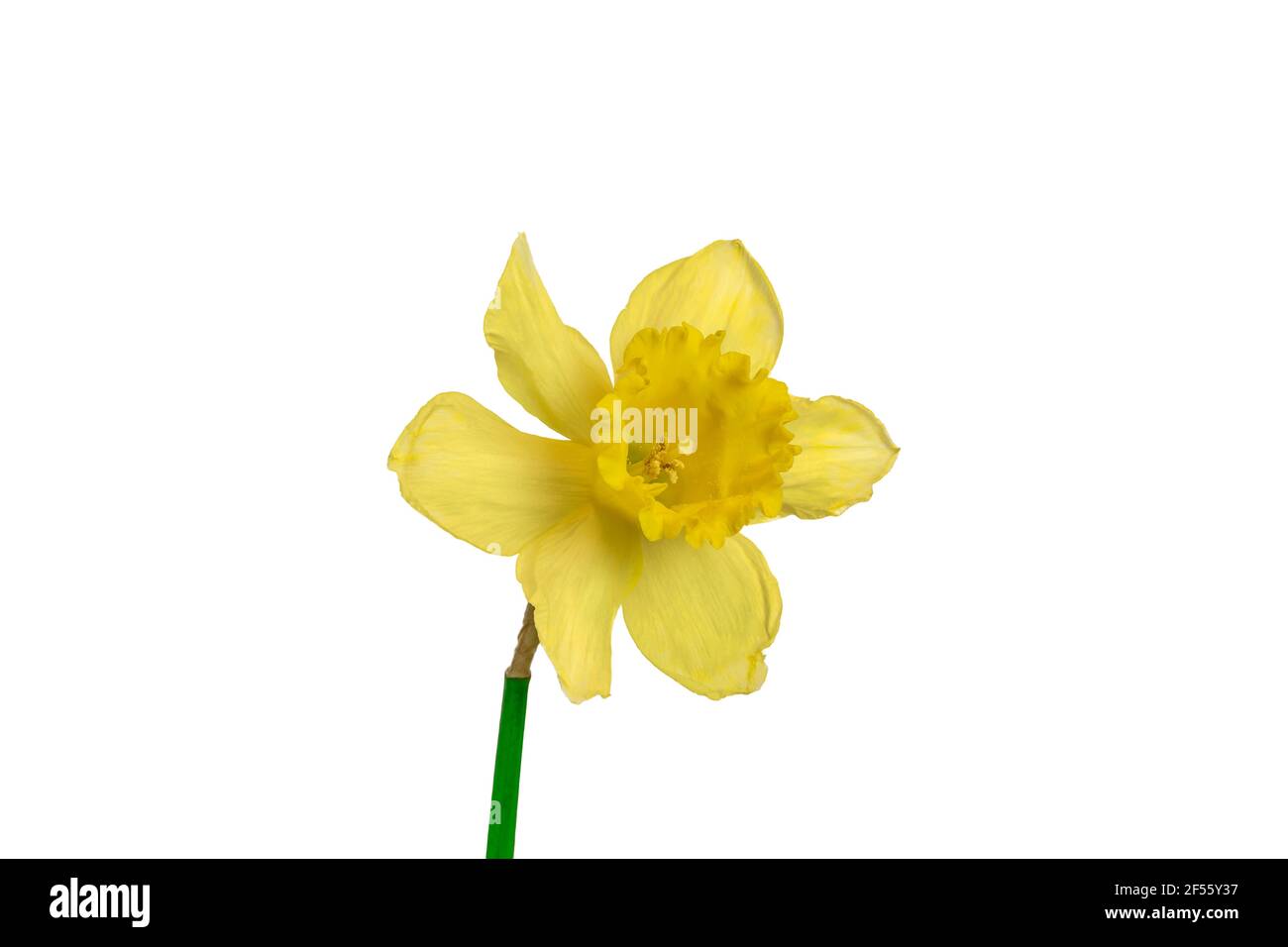 Daffodil or Narcissus isolated on white. Easter flower. Stock Photo