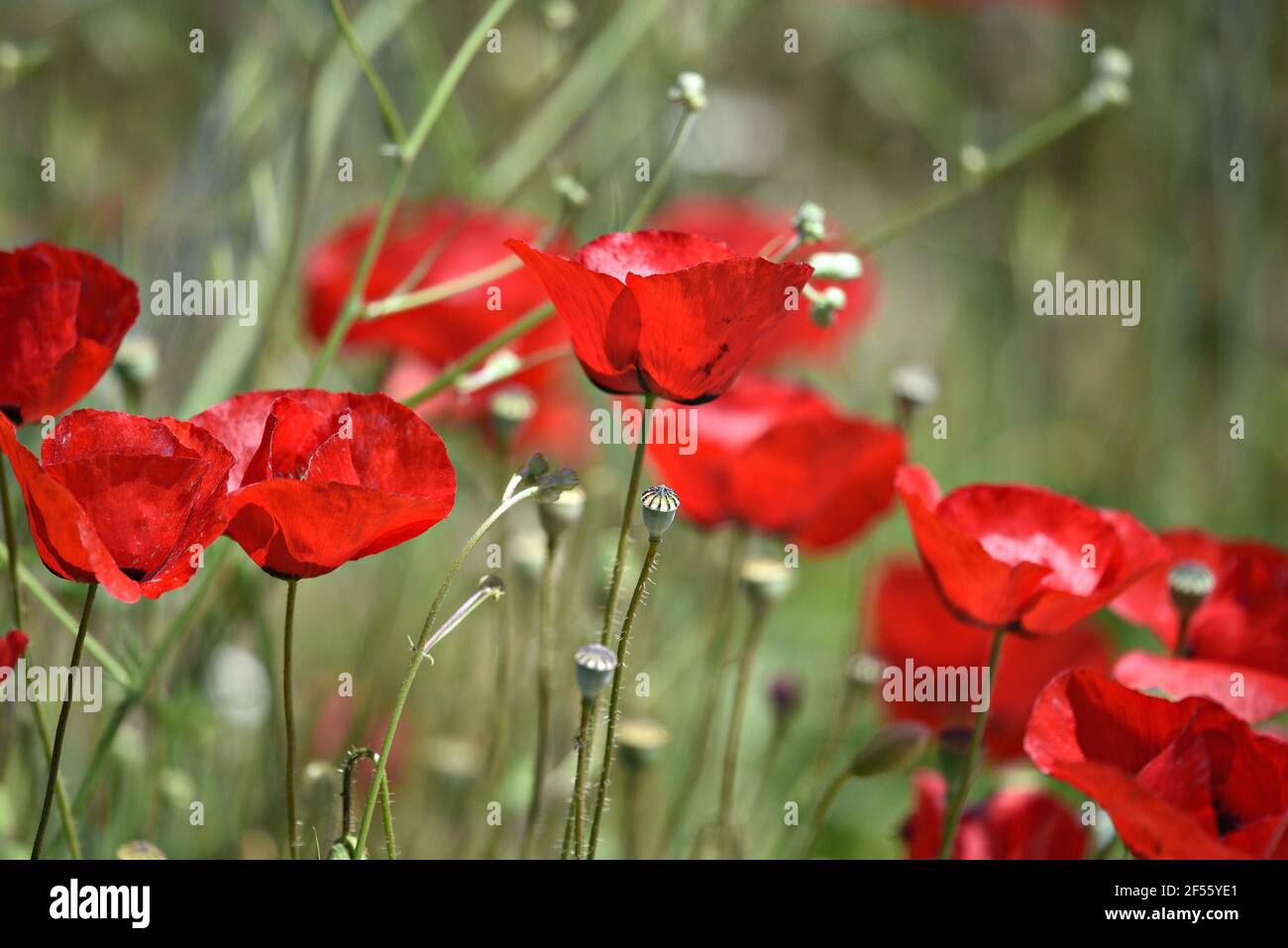 Papaver argemone a herbaceous flowering plant with scarlet flower petals on a natural springtime background. Stock Photo