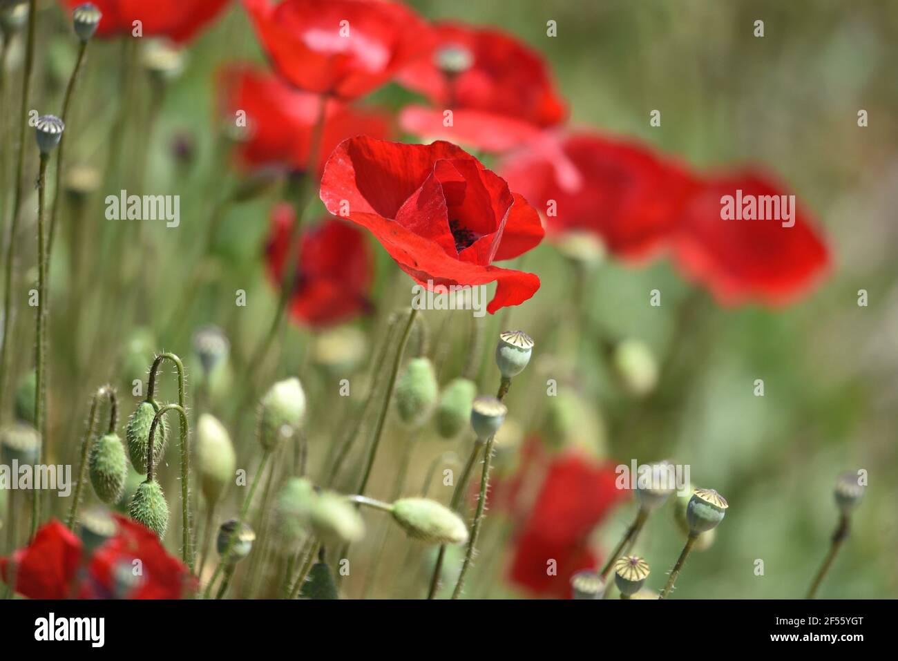 Papaver argemone a herbaceous flowering plant with scarlet flower petals on a natural springtime background. Stock Photo