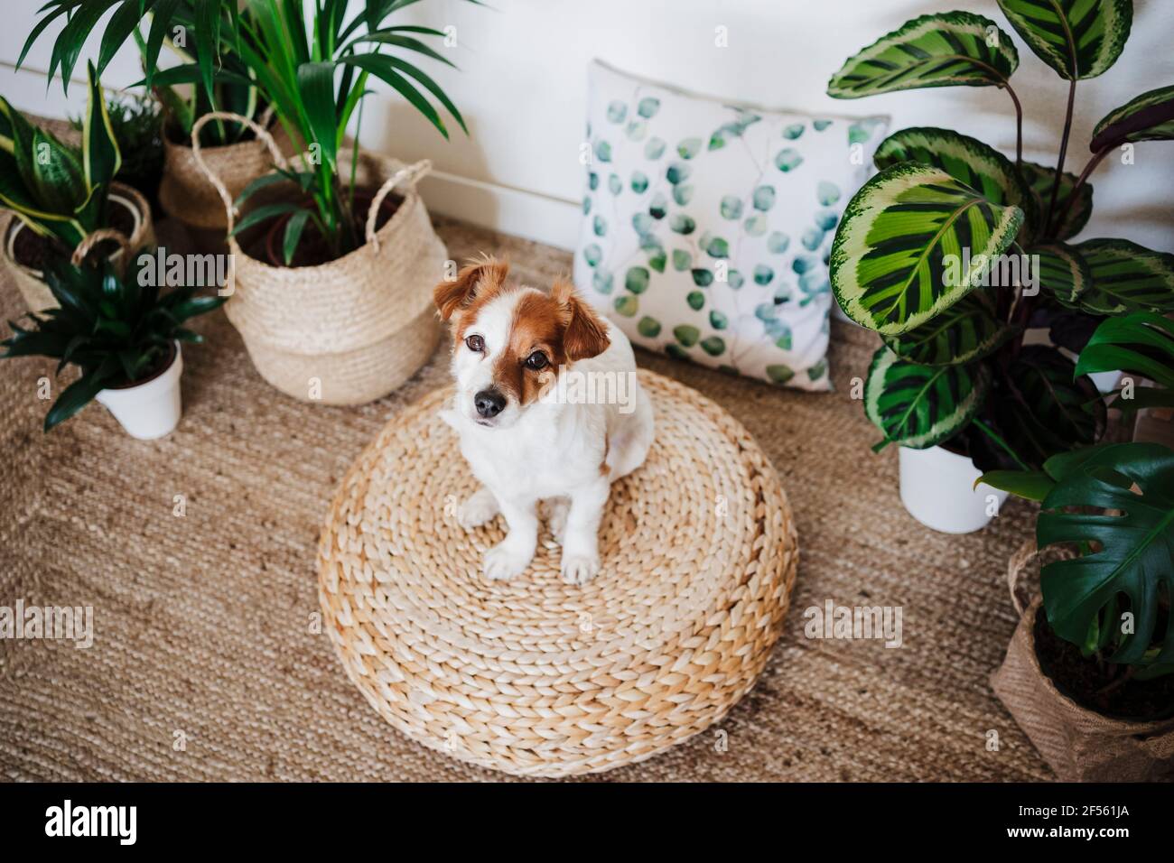 Dog sitting on ottoman stool by plant in living room at home Stock