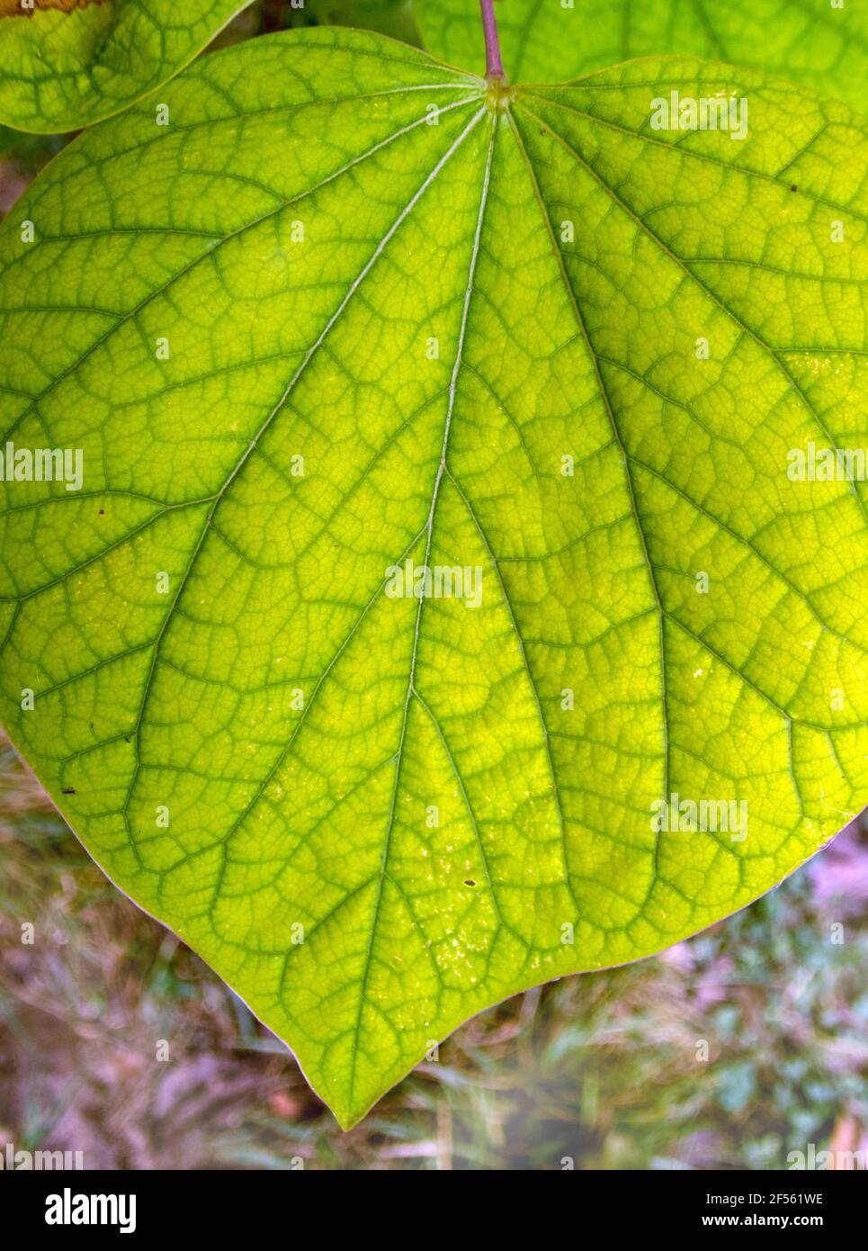A macro photograph of the delicate details on a bright green redbud leaf growing in a Missouri backyard with a bokeh effect. Stock Photo