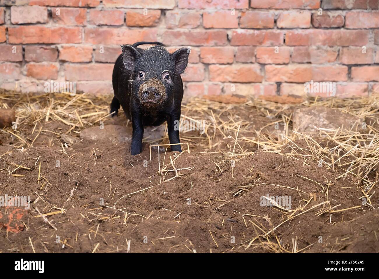 A small Vietnamese mini pig in front of brick wall of pig pen Stock Photo