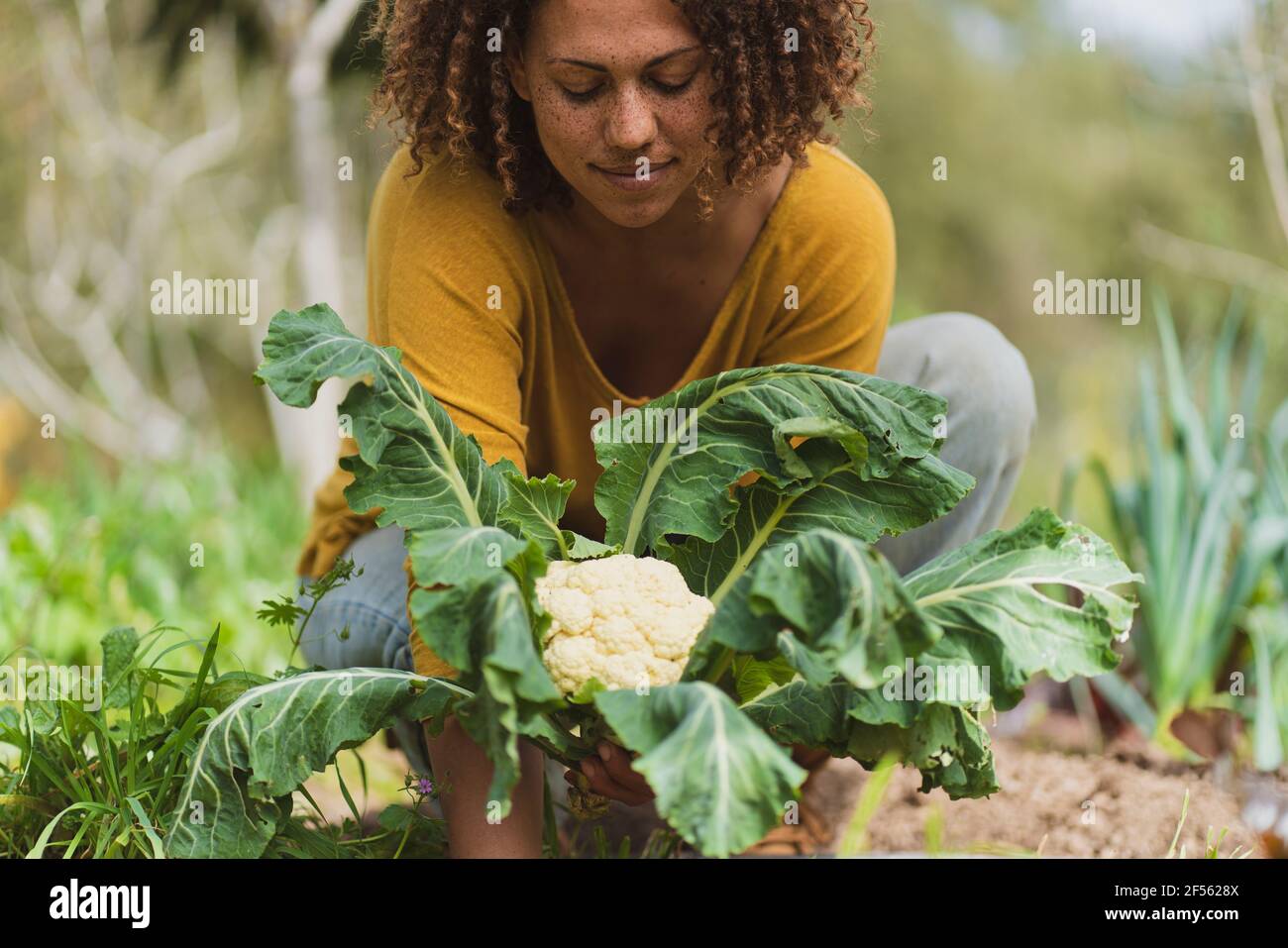 Woman with freckle picking cauliflower in vegetable garden Stock Photo