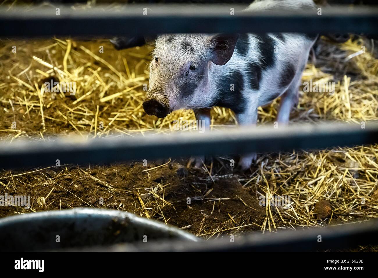 A small Vietnamese mini pig behing barns of pig pen Stock Photo
