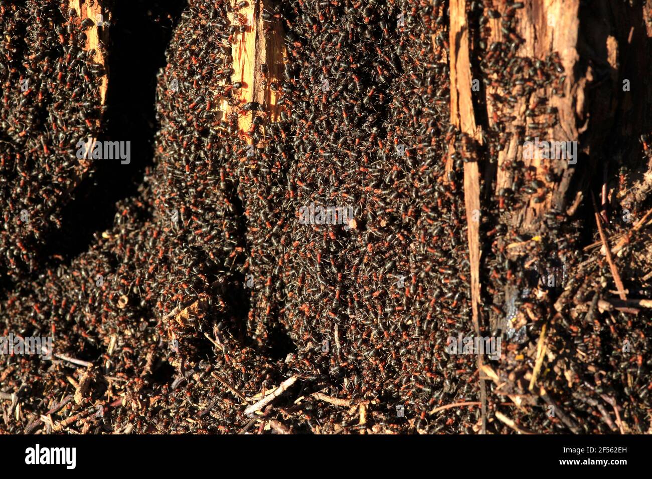 Black and red ants crawling in anthill Stock Photo
