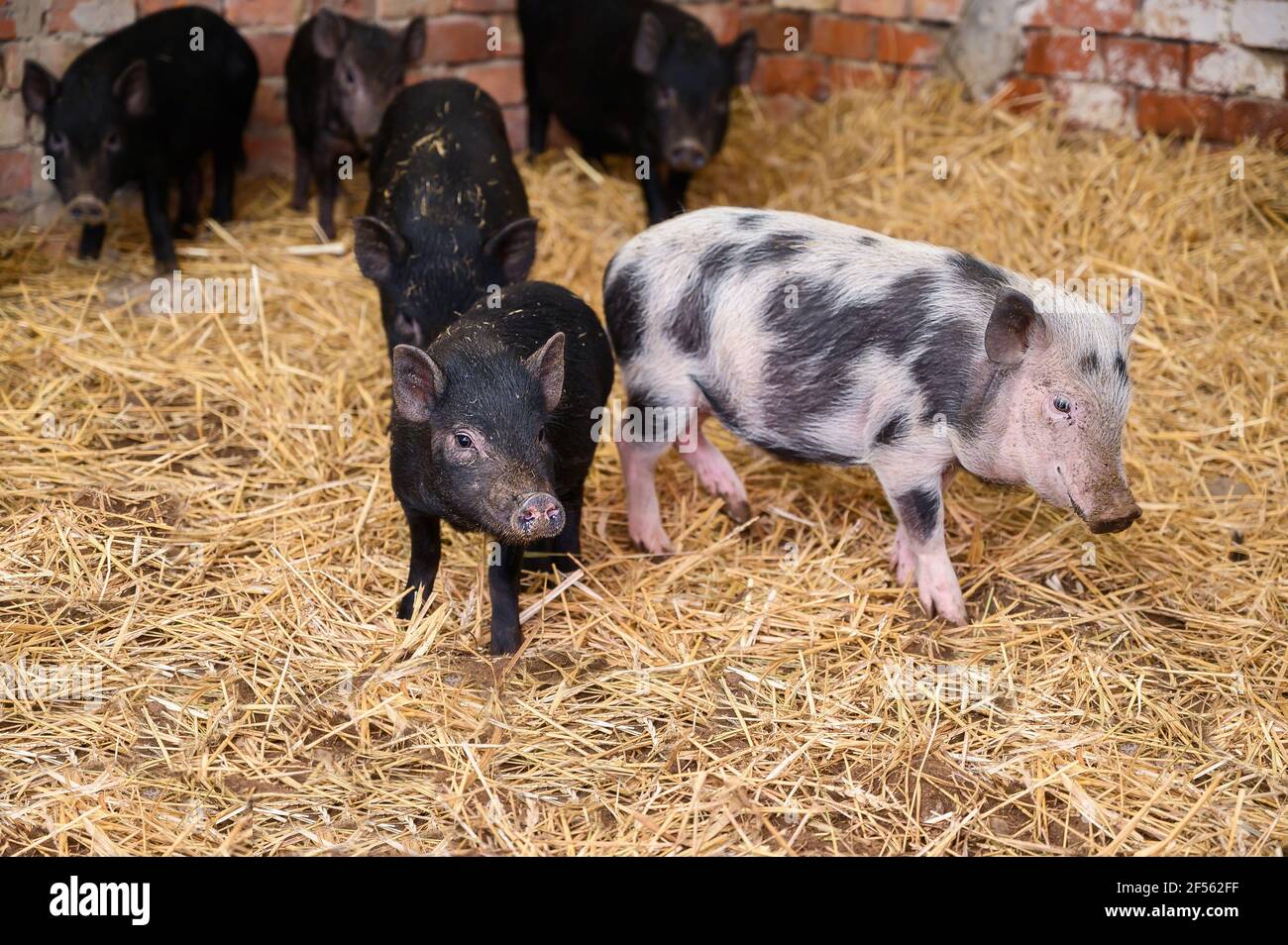 Vietnamese mini pigs stay on straw in pig sty Stock Photo