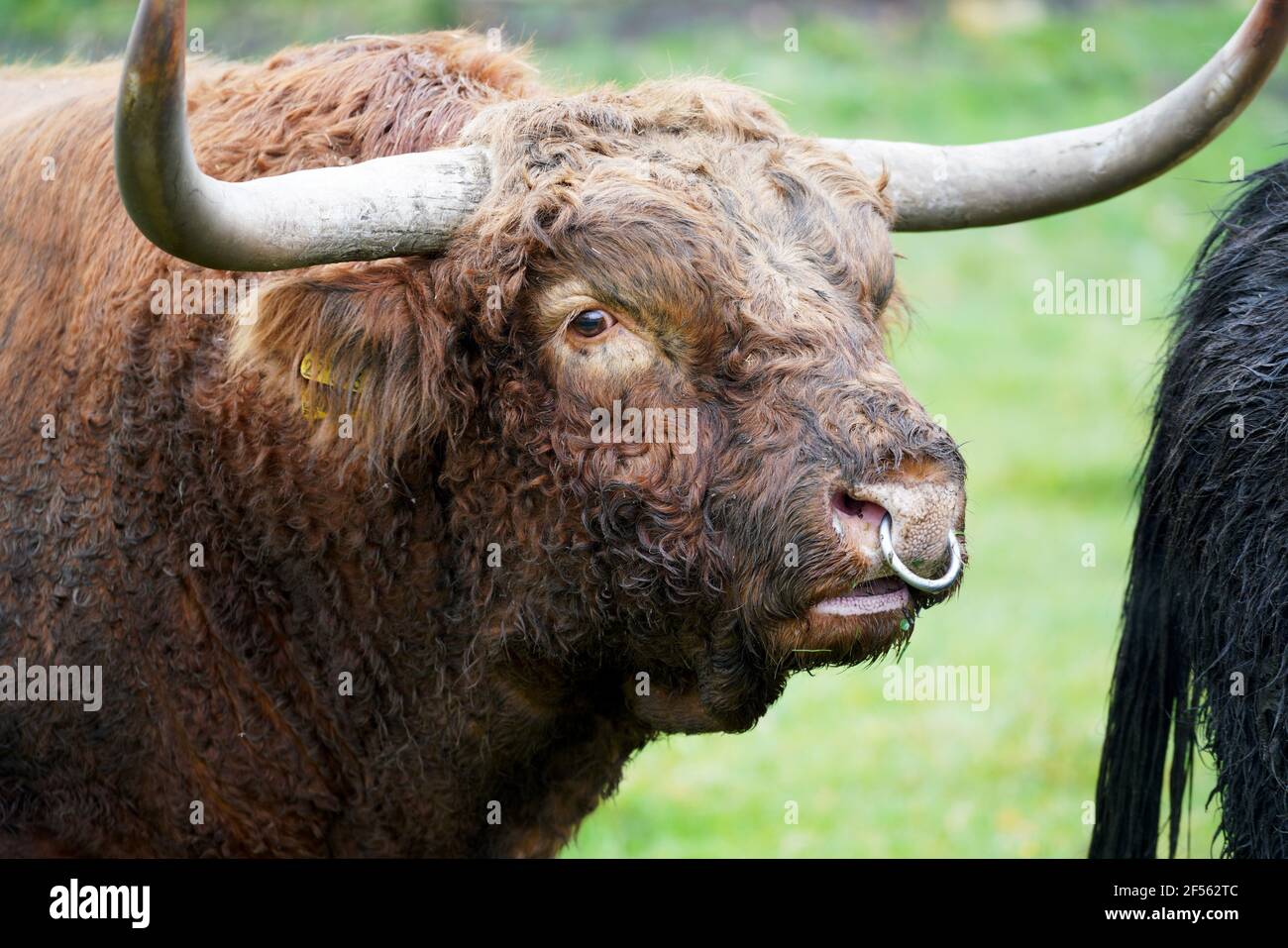 Bull ring nose horns hi-res stock photography and images - Alamy