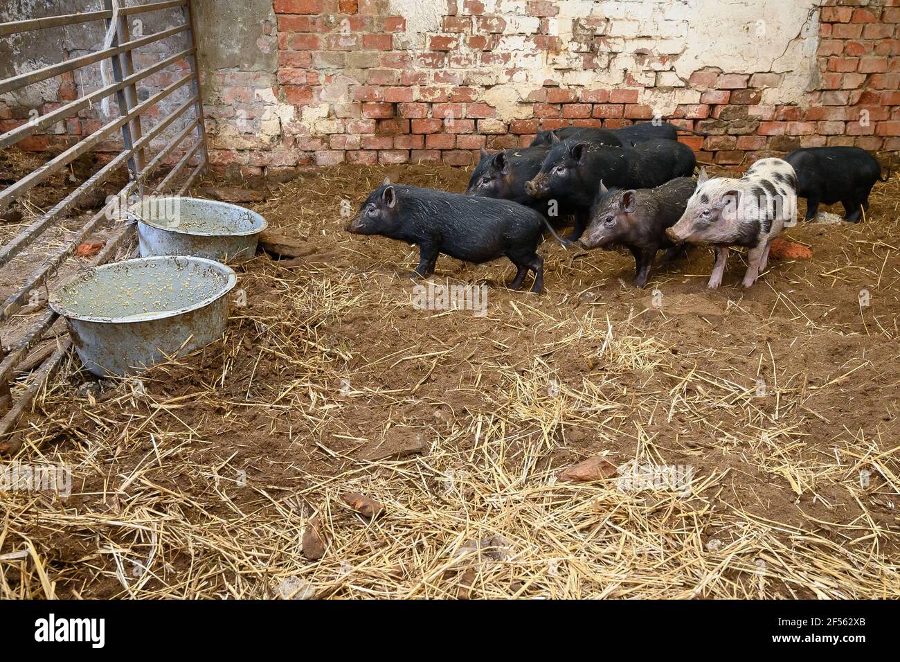 Vietnamese mini pigs ready to eat from feeding bowls in pig sty Stock Photo