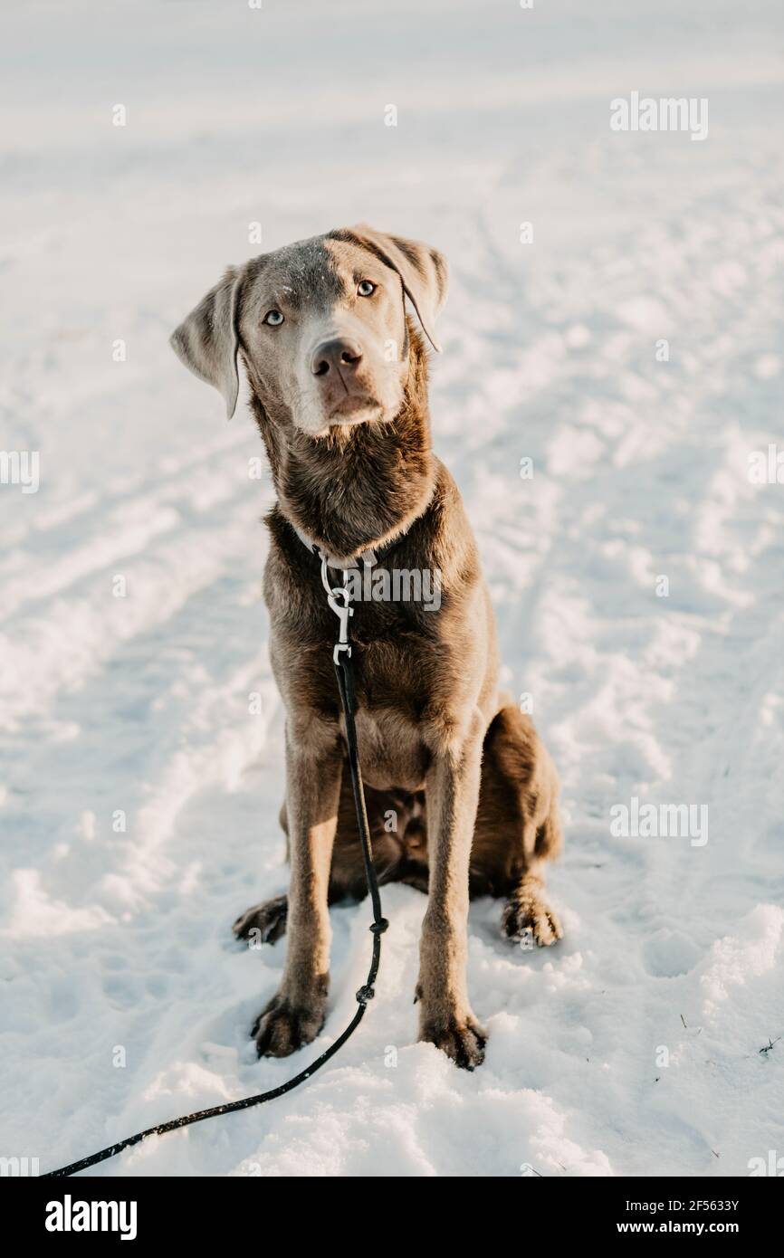 Portrait of brown Labrador Retriever sitting on snow Stock Photo