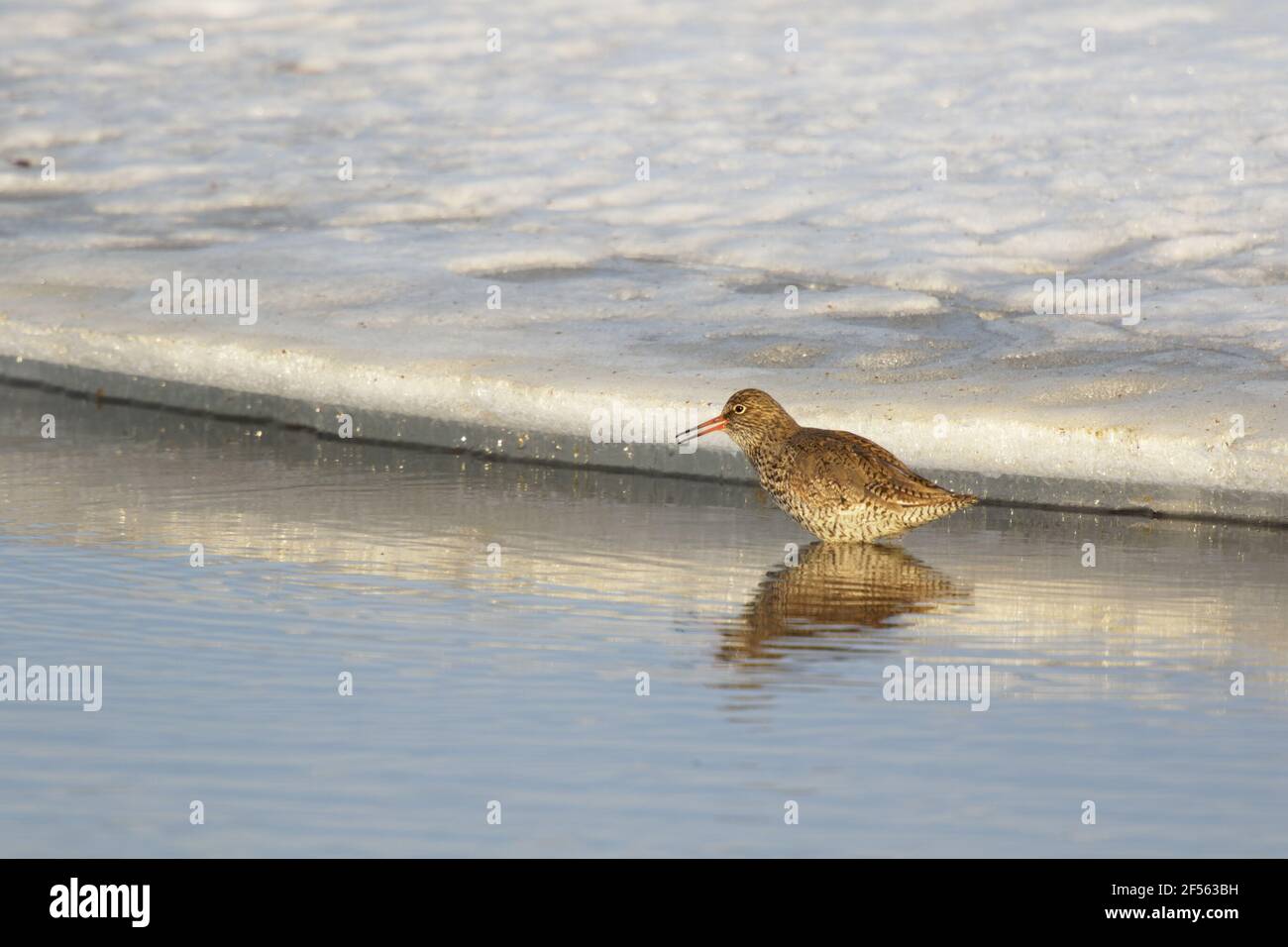 Redshank - feeding along ice at edge of lakeTringa totanus Lake Myvatn Iceland BI029000 Stock Photo