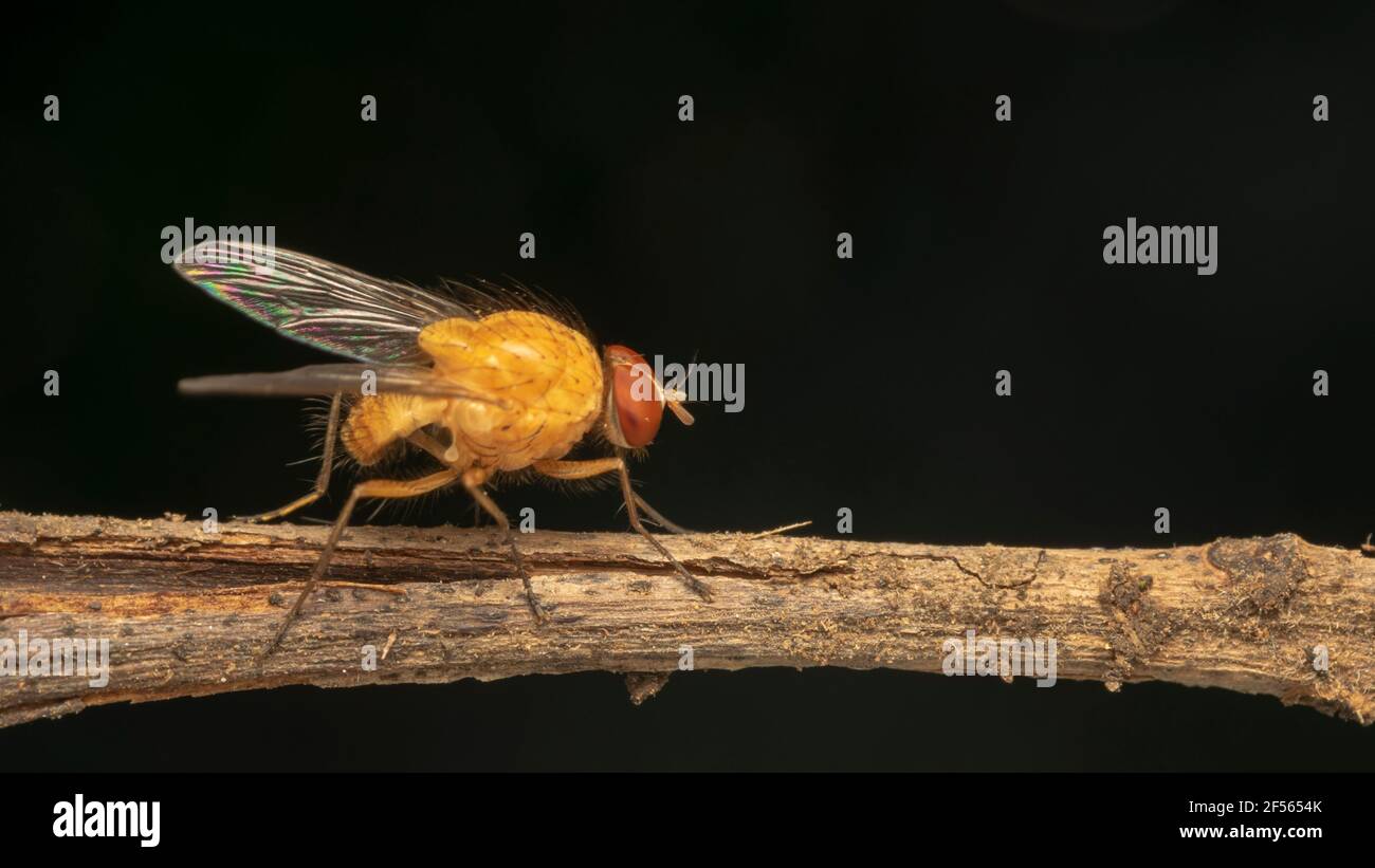 The fruit fly, often called a gnat, in the family Drosophilidae Stock