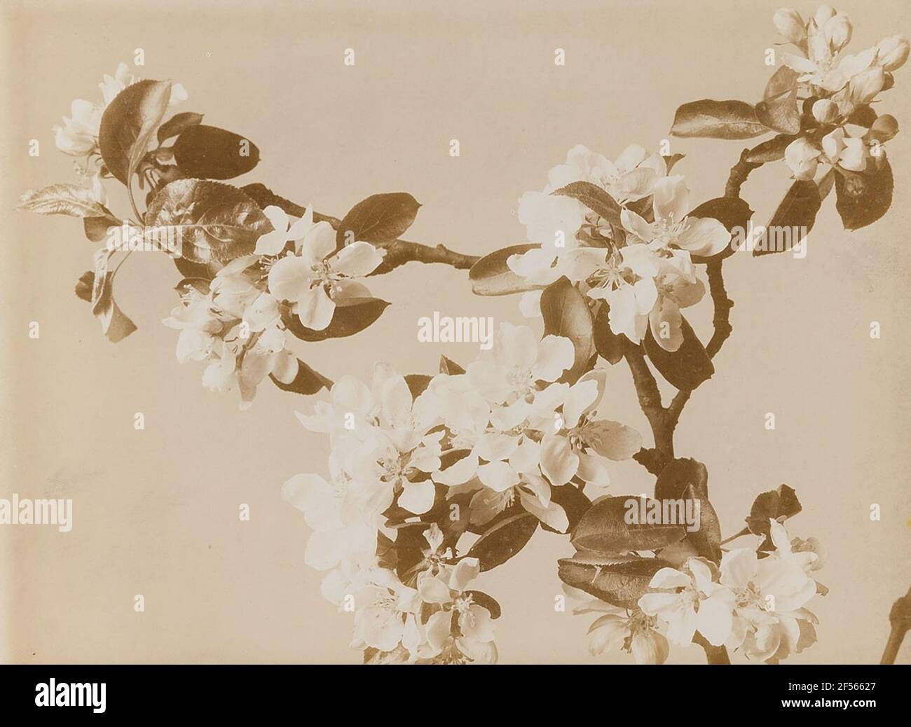 Collection delicate cherry blossoms hi-res stock photography and images ...