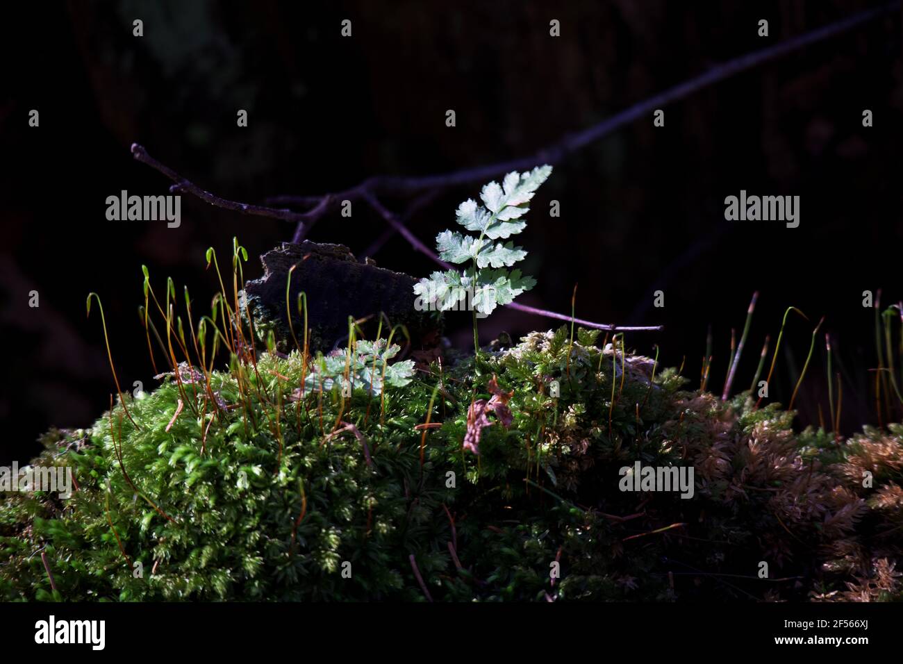 Tuft of blooming moss with reddish sporophytes neighbouring with a baby fern. A purple twig and a piece of tree bark is visible against the black b Stock Photo