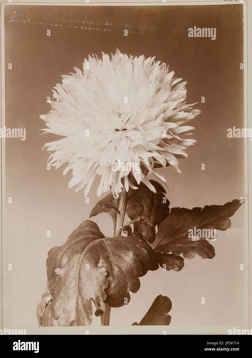 Chrysanthemum symbolism hi-res stock photography and images - Alamy