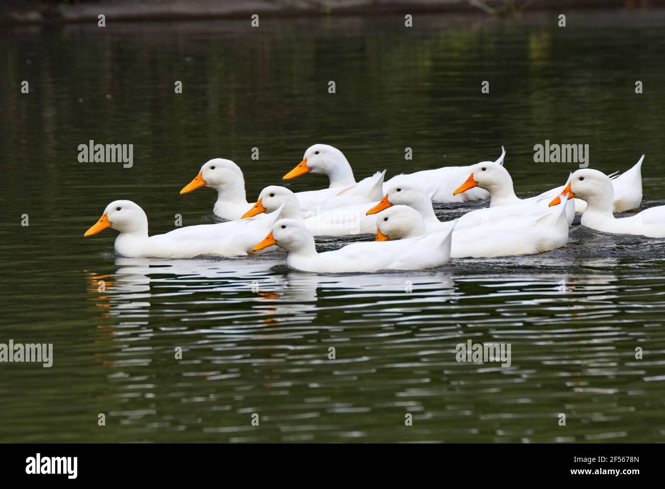 Horizontal view of a small flock of German Pekin ducks doing a synchronized water dance on the Pecotonica River in Freeport Illinois Stock Photo