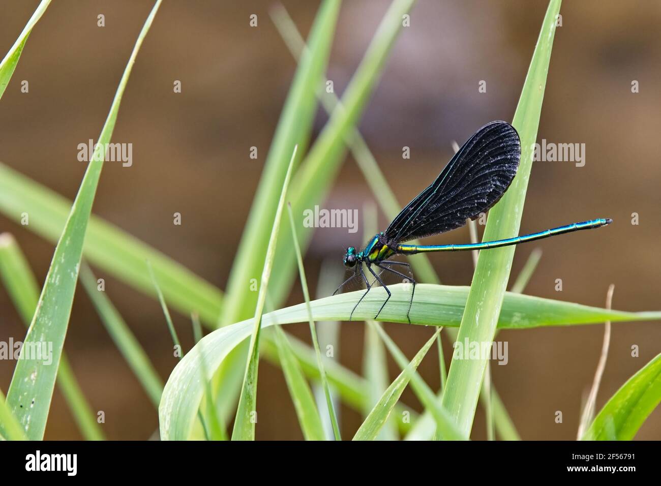 Horizontal close-up side view of an Ebony Jewelwing damselfly perched on a blade of grass alert and ready. Stock Photo