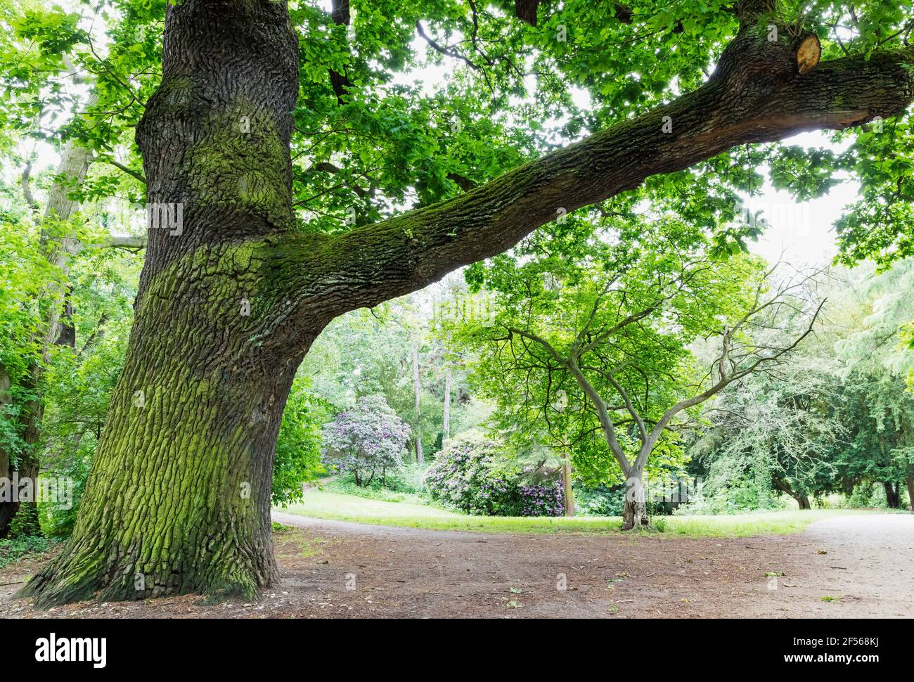 Germany, Saxony, Leipzig, Old oak tree growing in Palmengarten park Stock Photo