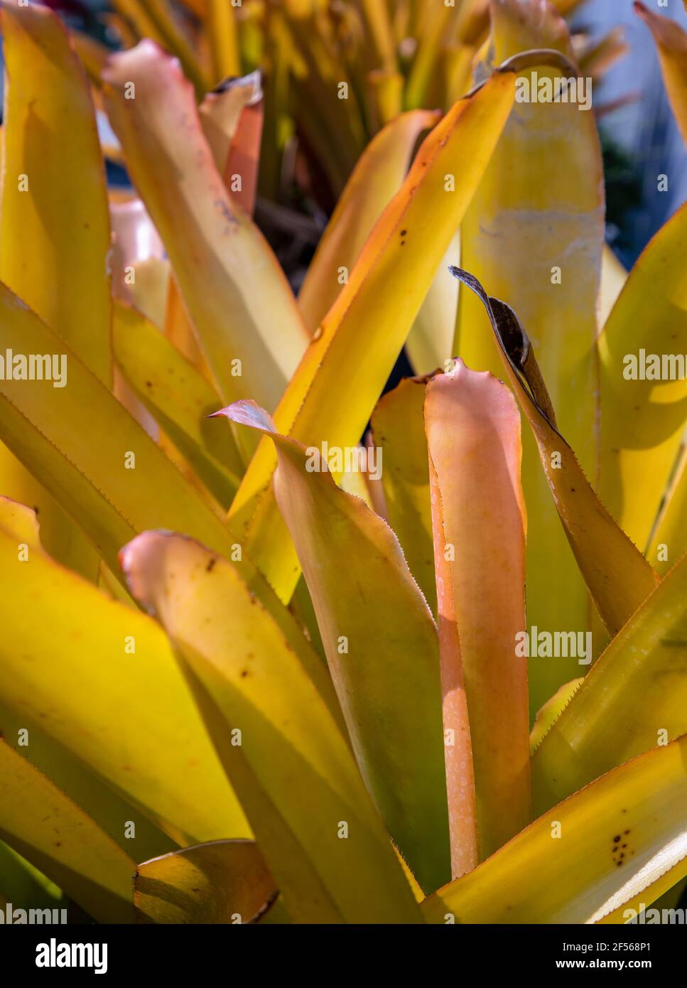 Bromeliads (Vriesea) tropical plant. scientific name Aechmea blanchetiana, Nature background, Foliage nature. Selective focus. Stock Photo