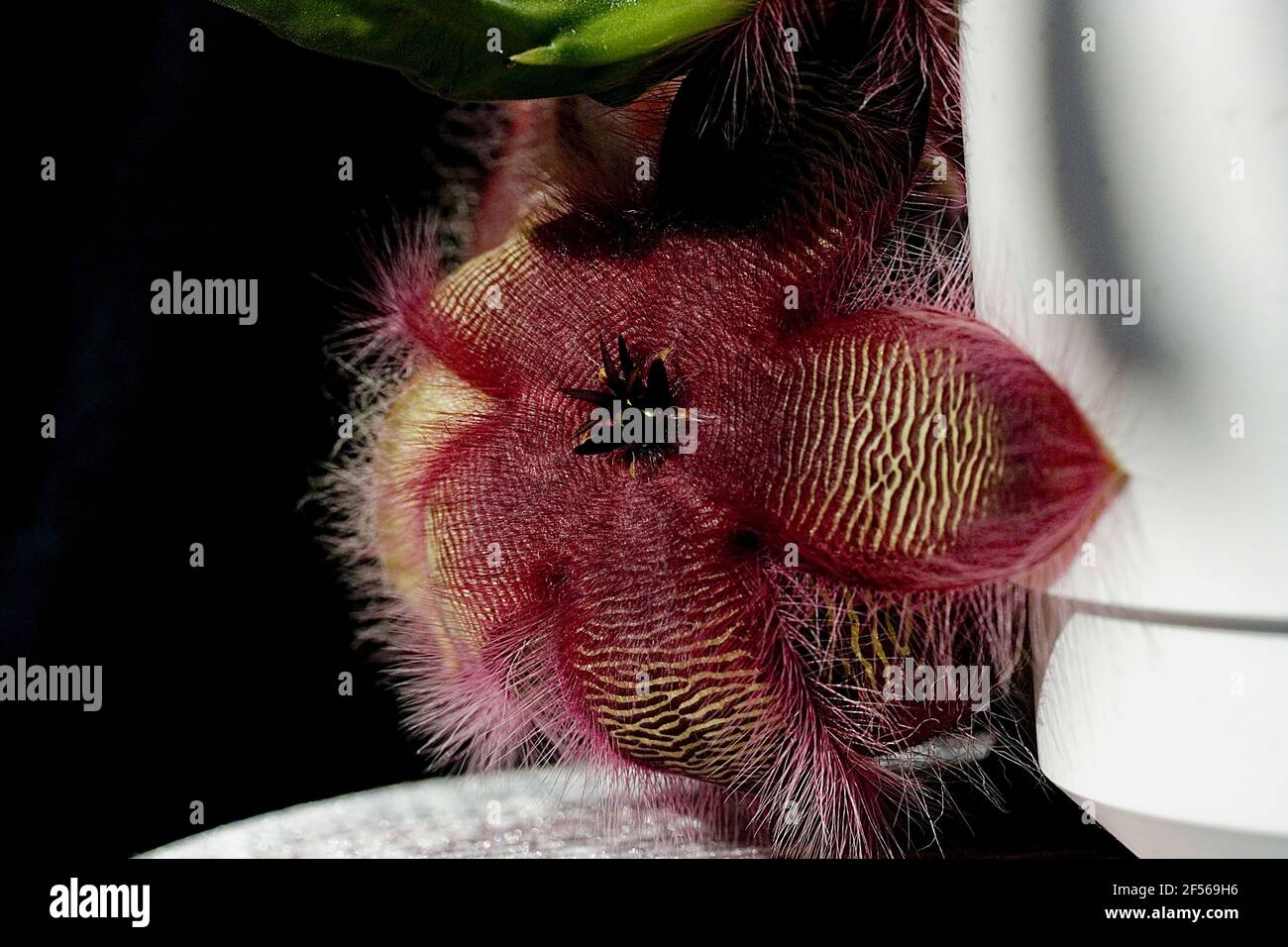 Starfish flower (Stapelia hirsuta) Stock Photo