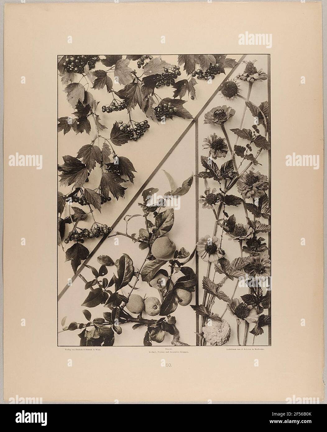 50. Border and fillings from Zinnia, Spierstrauch, snowball shrub and Japanese quince. State state plan Hamburg, collection of the history of photography Stock Photo