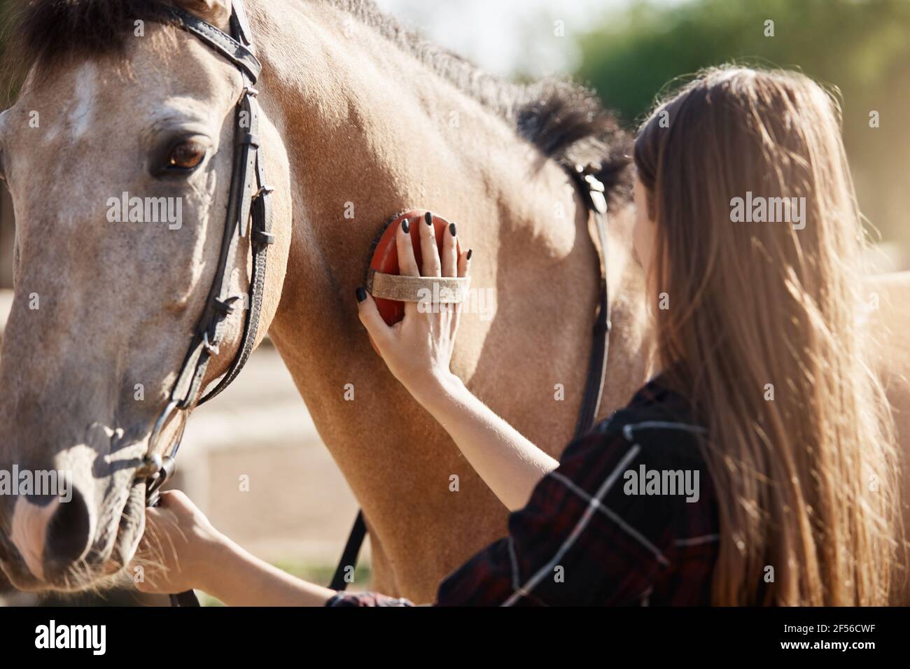 Young beautiful female taking care and brushing a horse. The broodmare