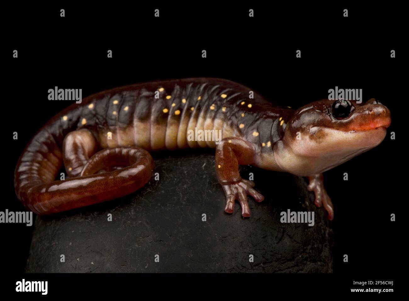 Arboreal salamander (Aneides lugubris) Stock Photo
