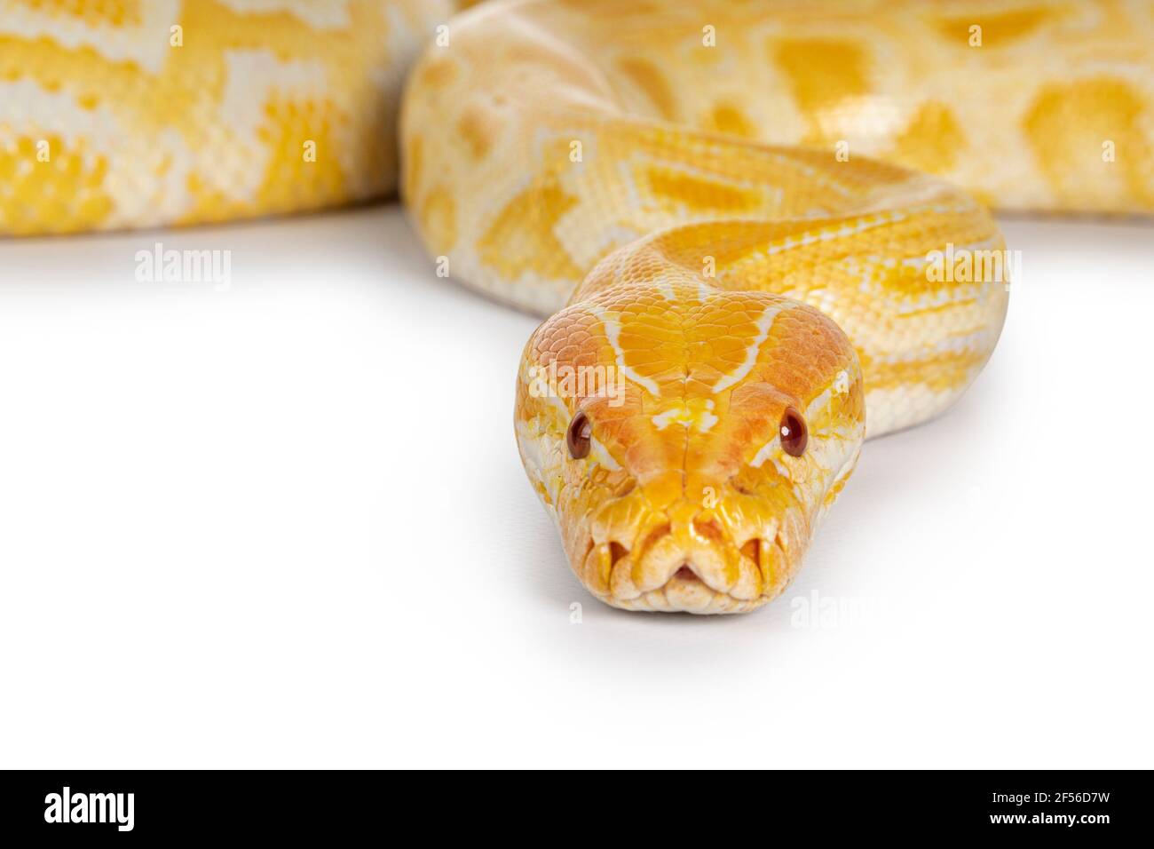 Baby Burmese Python
