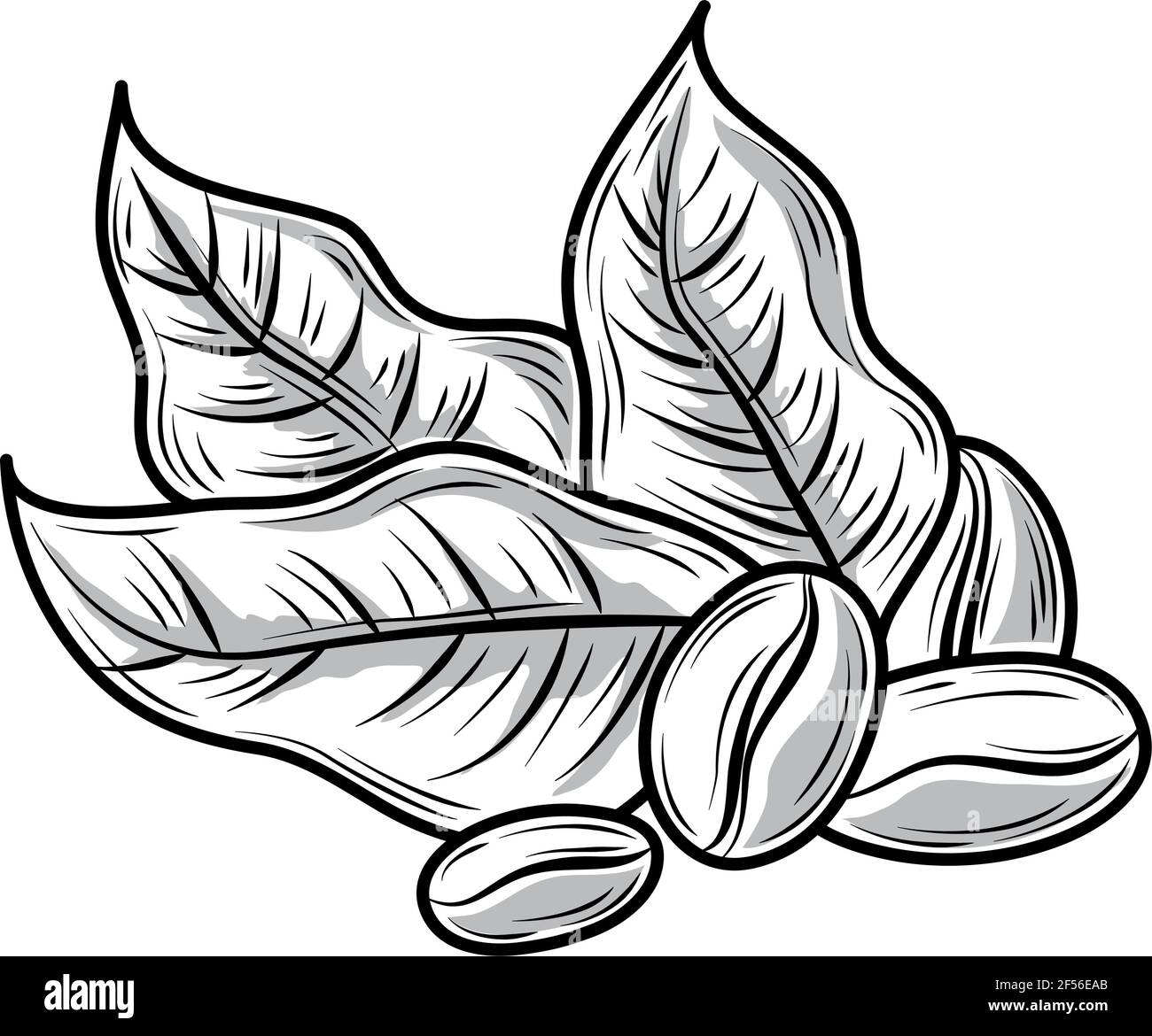 coffee beans leaves nature sketch Stock Vector Image & Art Alamy