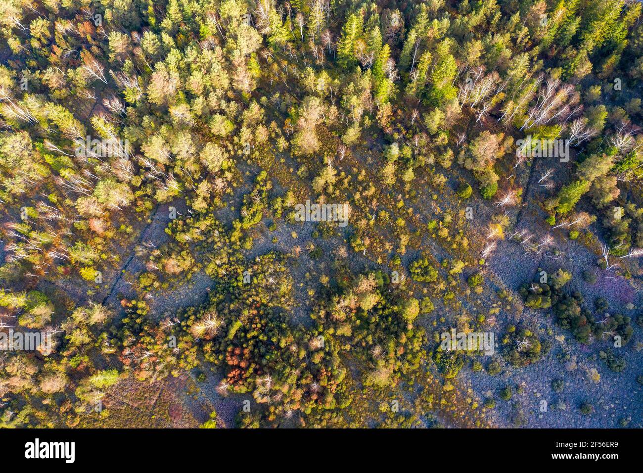 Germany, Bavaria, Konigsdorf, Aerial view of forest Stock Photo
