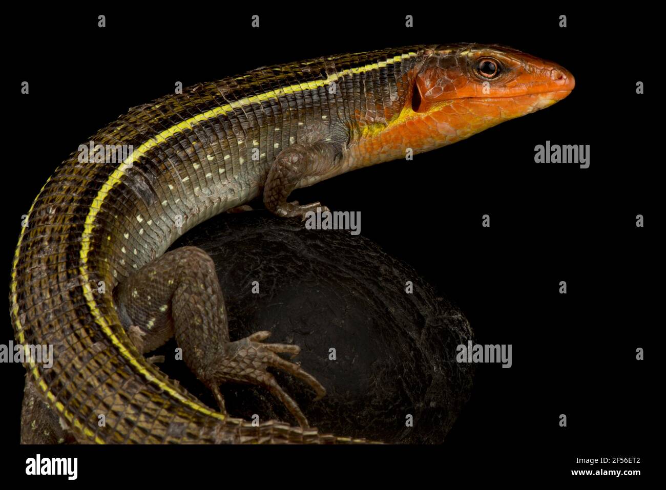 Congo plated lizard (Gerrhosaurus bulsi) Stock Photo