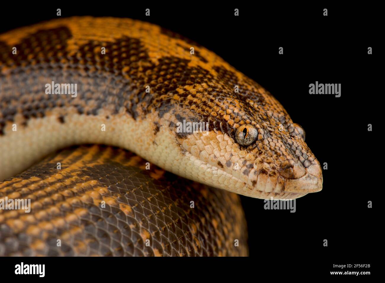 Kenyan sand boa (Gongylophis colubrinus) Stock Photo