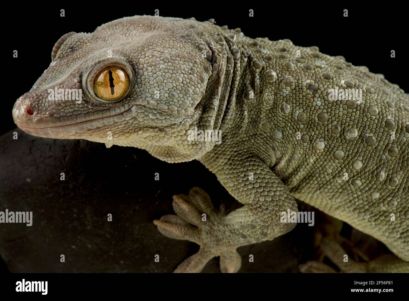 Tokeh gecko (Gekko Gecko) Stock Photo