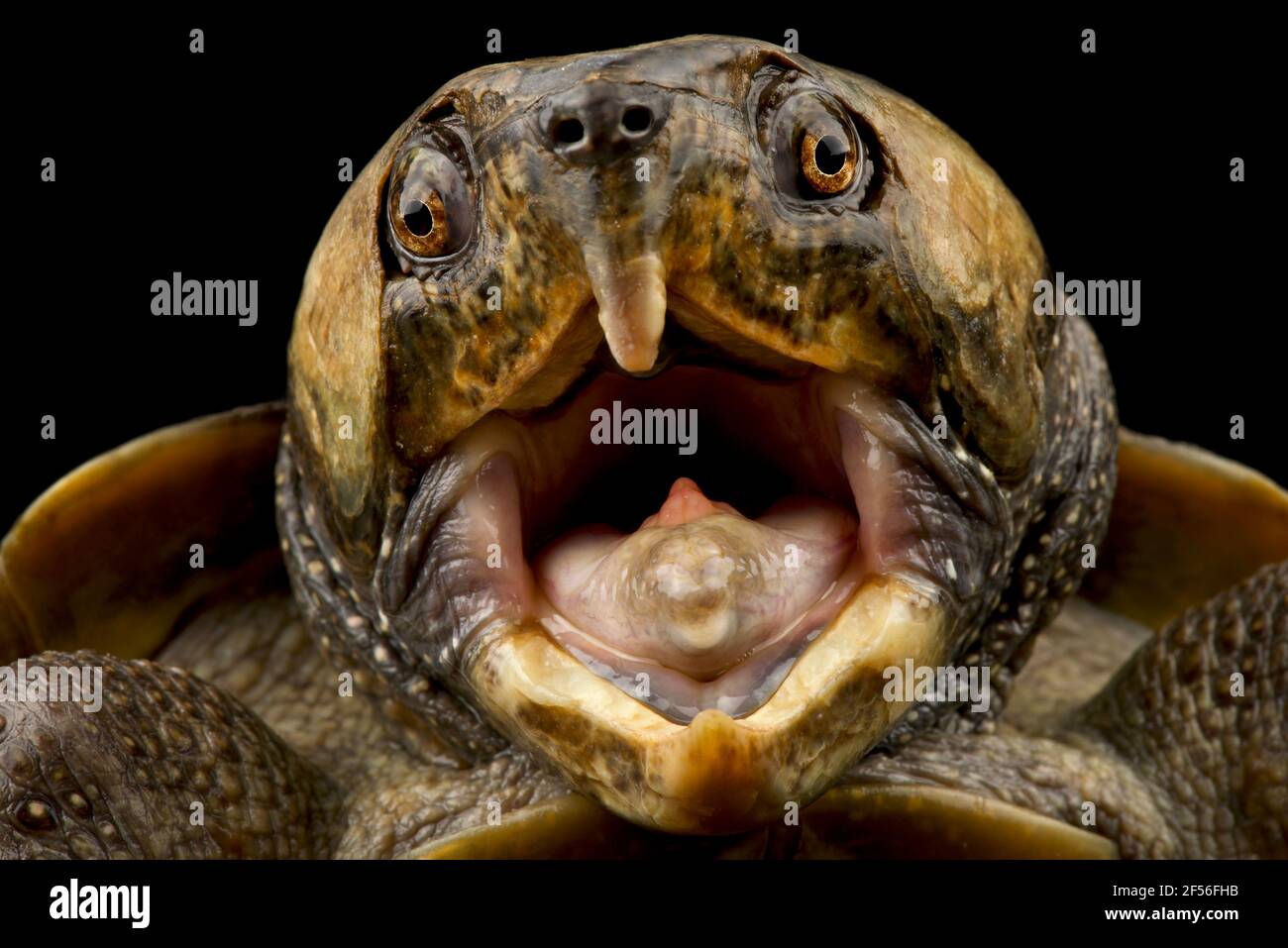 Big-headed turtle (Platysternon megacephalum) Stock Photo