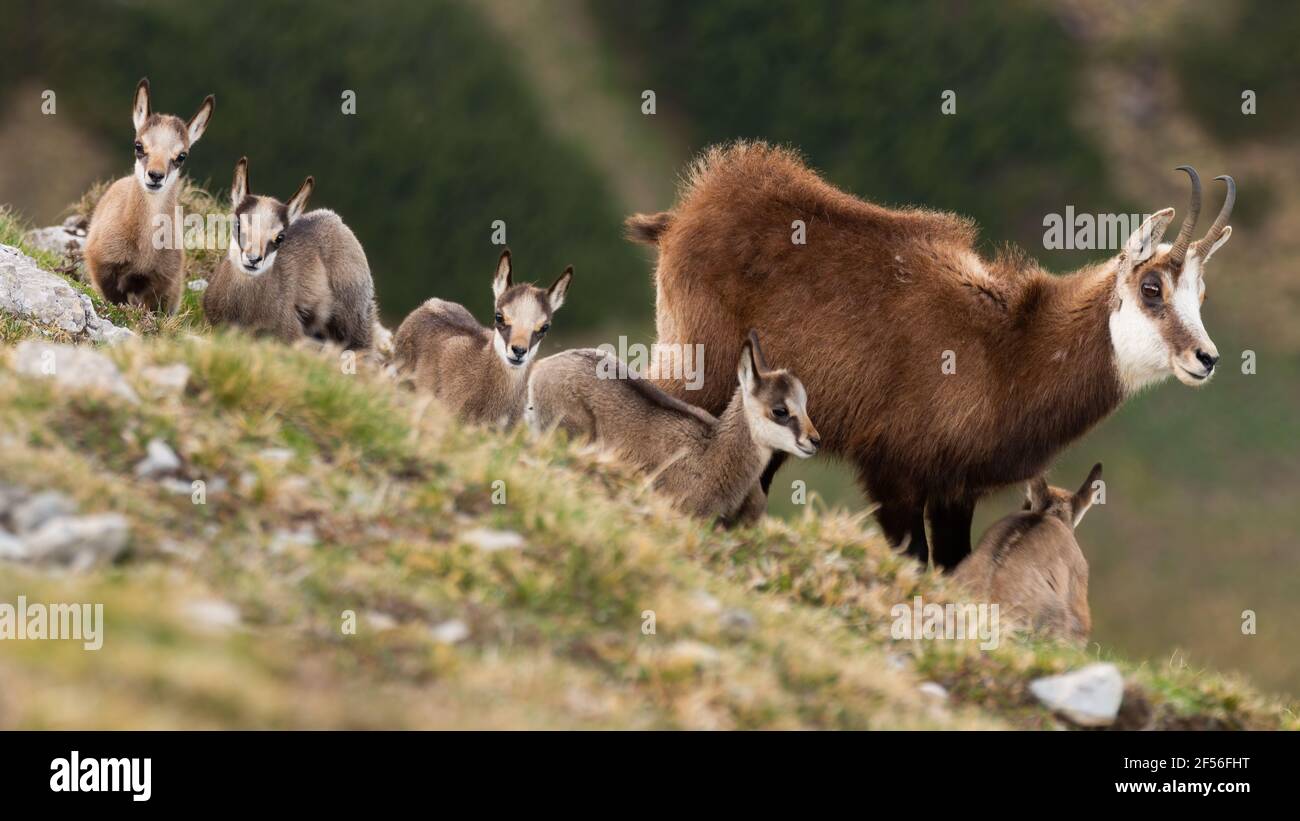 Tatra chamois with kids standing on mountains in spring Stock Photo