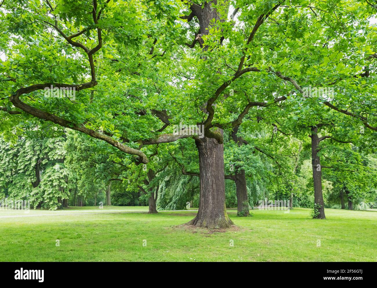 Germany, Saxony, Leipzig, Old oak tree growing in Palmengarten park Stock Photo